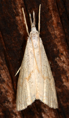 Haimbachia placidellus