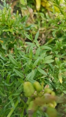 Reseda lutea