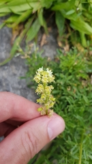 Reseda lutea