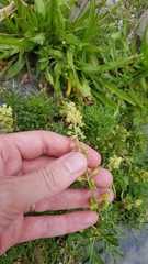 Reseda lutea