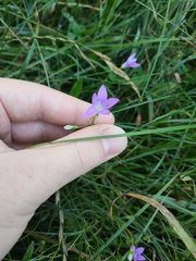 Campanula patula