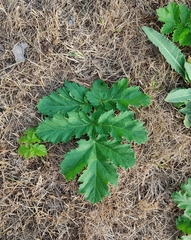 Heracleum sosnowskyi