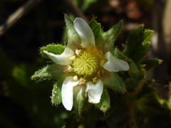 Horkelia marinensis