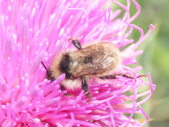 Bombus mesomelas
