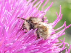 Bombus mesomelas