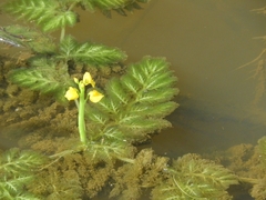 Utricularia foliosa
