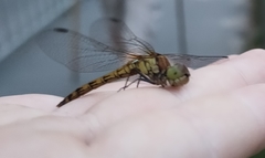 Sympetrum sanguineum