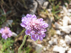 Scabiosa pyrenaica