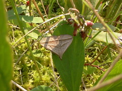 Macrochilo absorptalis