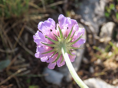 Scabiosa pyrenaica