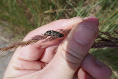 Prosternon tessellatum