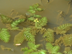 Utricularia foliosa