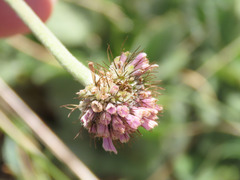 Scabiosa pyrenaica