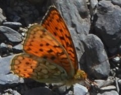 Argynnis adippe