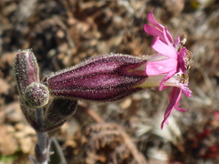 Silene scouleri scouleri