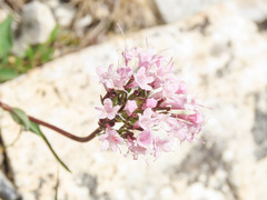 Valeriana saliunca
