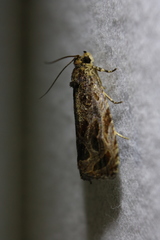 Olethreutes nigranum