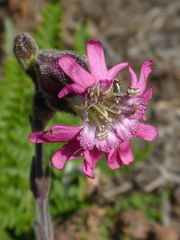 Silene scouleri scouleri