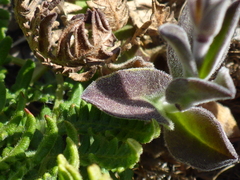 Silene scouleri scouleri