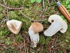Cortinarius crassus