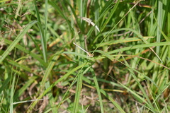 Platycnemis pennipes