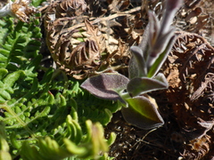 Silene scouleri scouleri