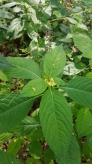 Impatiens parviflora
