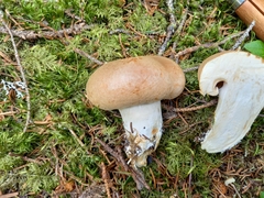 Cortinarius crassus
