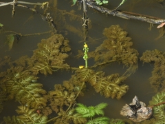 Utricularia foliosa
