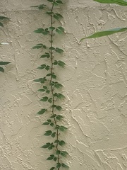 Parthenocissus quinquefolia image