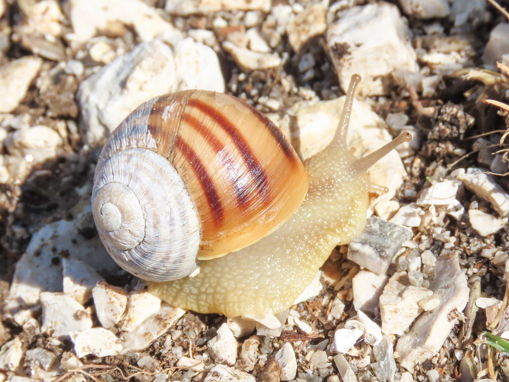 ligate snail