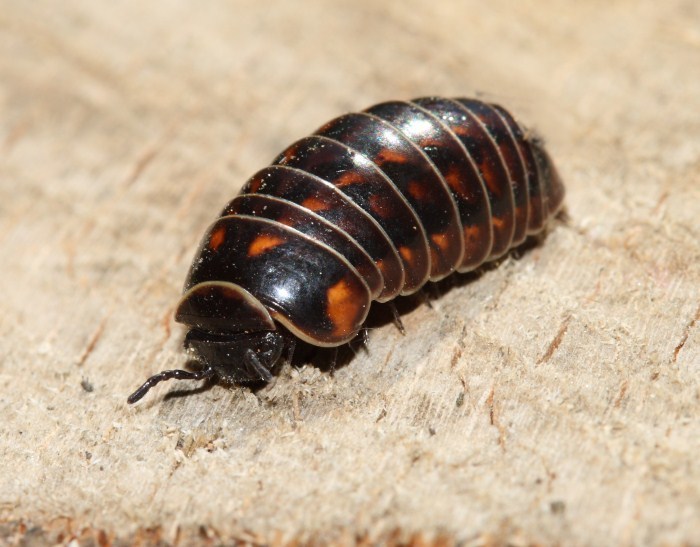 Glomeris hexasticha