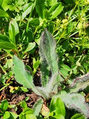 Hieracium villosum