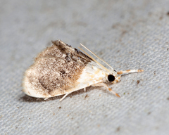 Lipocosmodes fuliginosalis