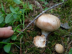 Cortinarius crassus