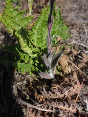 Silene scouleri scouleri