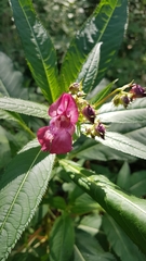 Impatiens glandulifera