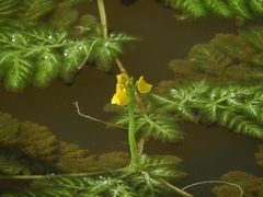 Utricularia foliosa