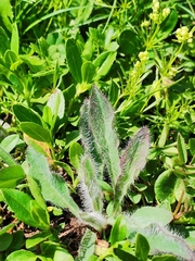 Hieracium villosum