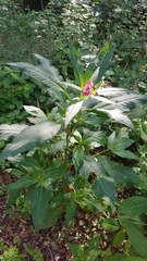 Impatiens glandulifera