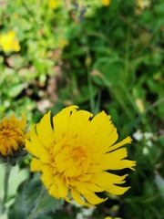 Hieracium villosum