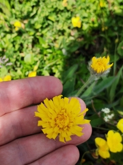 Hieracium villosum