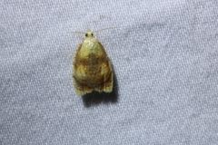 Acleris curvalana