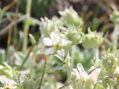 Potentilla apennina