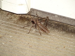 Atlanticus pachymerus