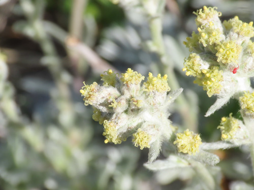 Artemisia eriantha, photograph 6