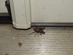 Atlanticus pachymerus