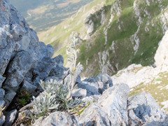 Artemisia eriantha, photograph (c) Emanuele Santarelli, some rights reserved (CC BY-SA)