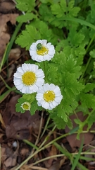 Palomena prasina