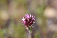 Castilleja densiflora densiflora